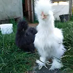 Wakacyjny