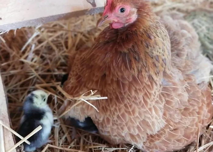 Апартаменты Wakacyjny