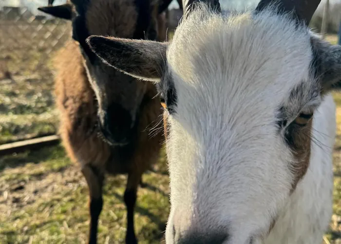 Апартаменты Wakacyjny *