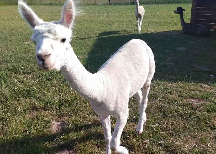 Апартаменты Wakacyjny Karwienskie Bloto