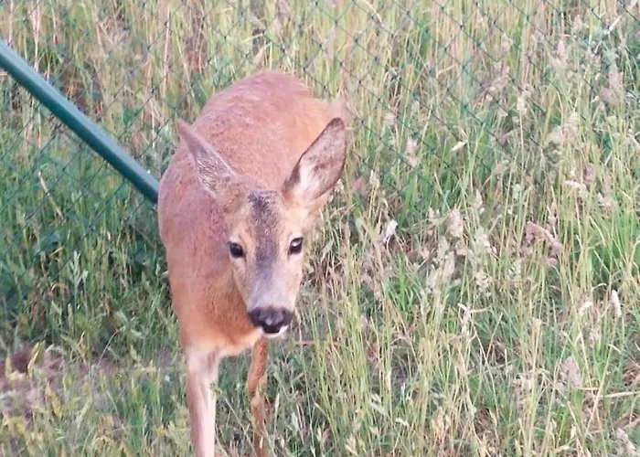 Wakacyjny Апартаменты Karwienskie Bloto