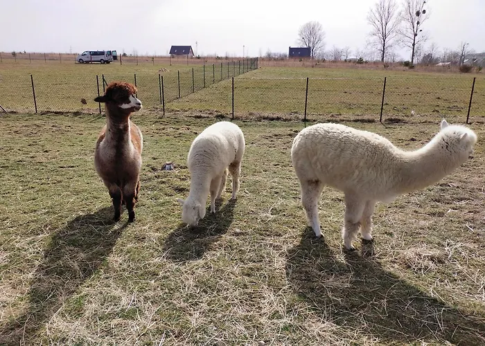 Wakacyjny * Karwienskie Bloto